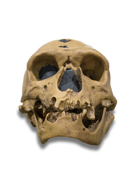 istock Homo nearthentalensis skull. Isolated 1161560833