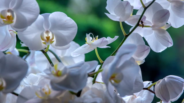 Bee flying around beautiful white orchid`s blossoms