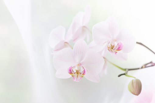 White orchid flower close up. Selective focus. Horizontal frame. Fresh flowers natural background. Copy space