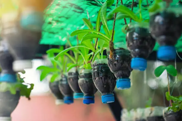 Photo of Bottle pot hanging form tree with small plant inside