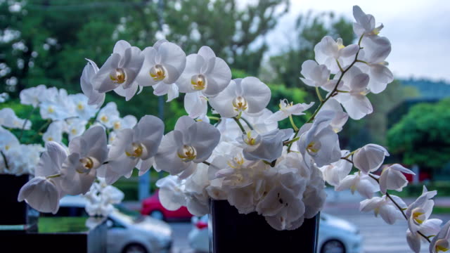 Large and oustanding bouquet of white orchid`s blossoms