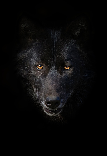 Portrait of a black wolf in front of a dark background.