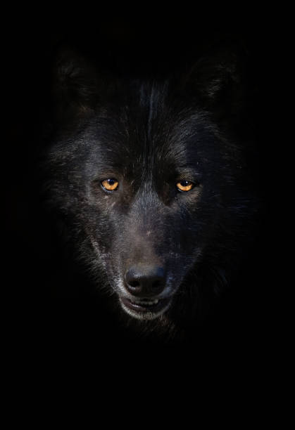 Black wolf portrait Portrait of a black wolf in front of a dark background. wolf snout pictures stock pictures, royalty-free photos & images
