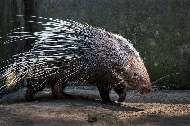 istock Malayan porcupine, Himalayan porcupine. 1161563974