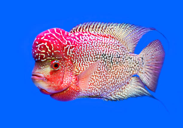istock Colorful patterns of cichlids in the aquarium. 1161564039