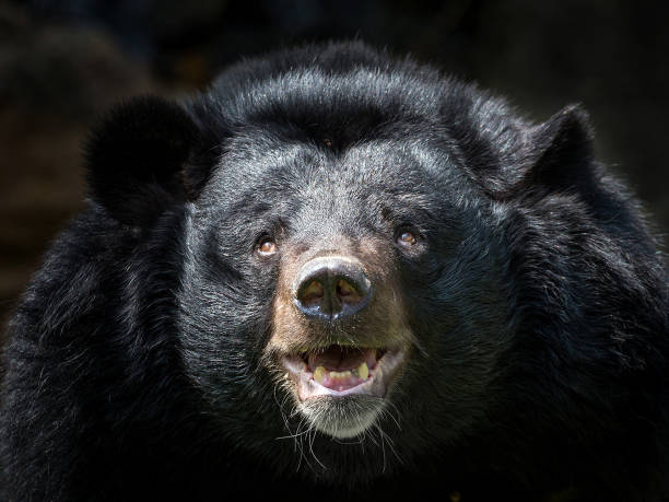 istock The face of Asian black bear, (Ursus thibetanus). 1161564153