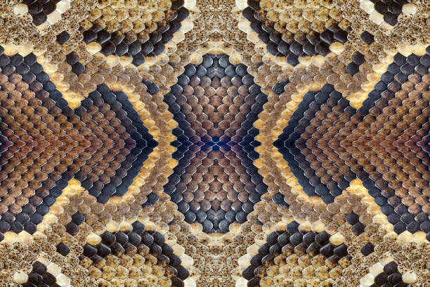 パイソンのカラフルなパターンのスキン。 - snake adder viper reptile ストックフォトと画像