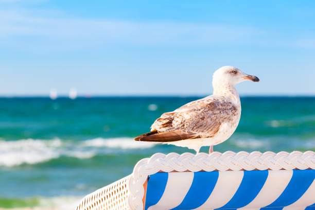 Seagull on top of holiday beach chair as lookout on baltic sea (copy space)