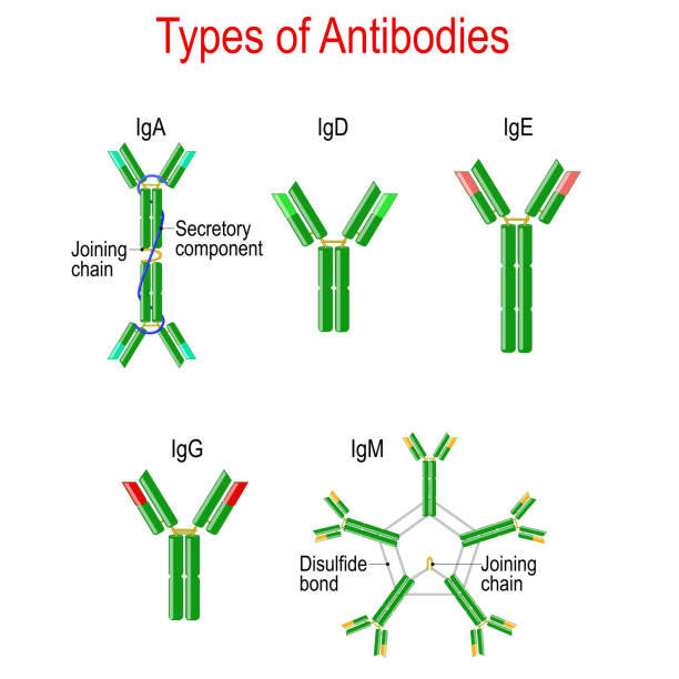 ilustrações de stock, clip art, desenhos animados e ícones de types of antibodies. immunoglobulin structure - antibody human immune system antigen microbiology