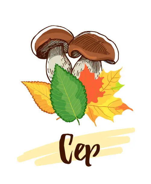 Vector illustration of Hand_Drawn_Cep_Mushrooms