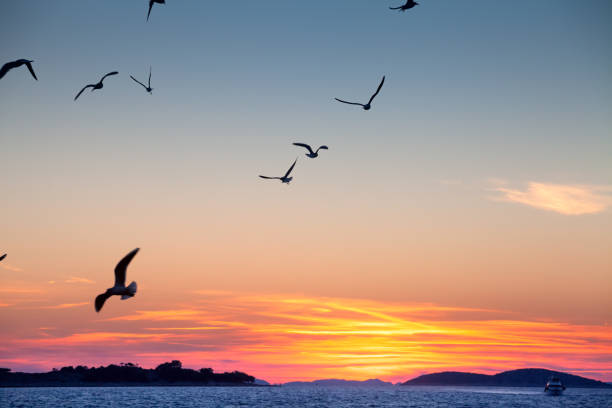 istock Birds against sunset sky above the sea water 1161568435