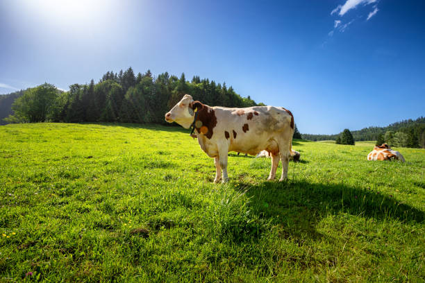 istock Cow on green alpine meadow 1161568467