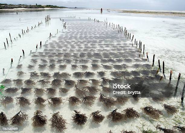 Farm Di Alghe Marine - Fotografie stock e altre immagini di Alga marina - Alga marina, Agricoltura, Mare