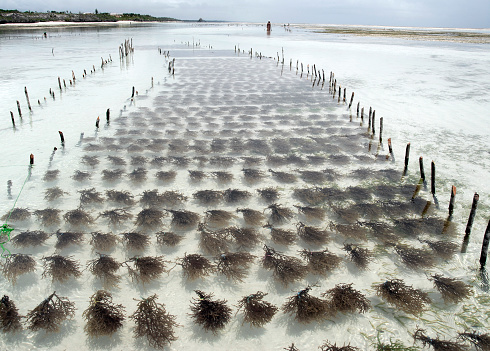 Seaweed ,used for industrial purposes,is grown at Kiwengwa Beach, Zanzibar.