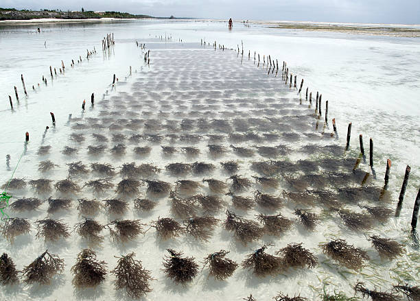 Seaweed farm Seaweed ,used for industrial purposes,is grown at Kiwengwa Beach, Zanzibar. seaweed farming stock pictures, royalty-free photos & images