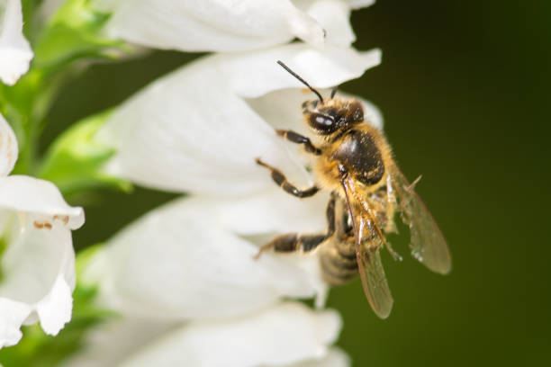 istock macro photo of bee on white flower 1161570574