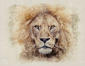 African male lion headshot looking into camera watercolour painting