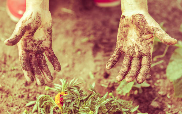 woman gardener replanting flowers