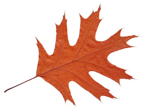 istock Wilted autumn leaf American oak square 1161573416