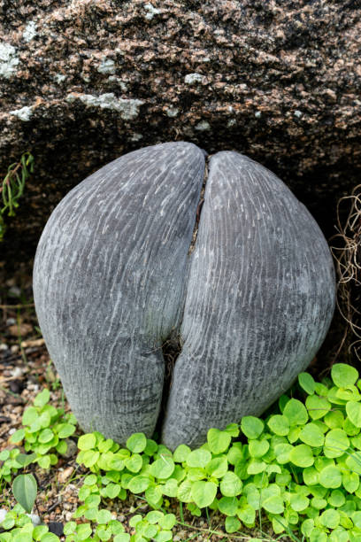 Regenerative coconut palm trees growing in a forest. The picture is taken in the small tropical forest on Palau Selingan also known as Turtle Island in Malaysia