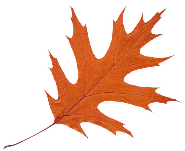 Wilted autumn leaf American oak