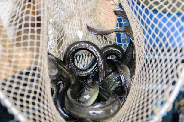 anguilles dans un filet de pêche - saltwater eel photos et images de collection