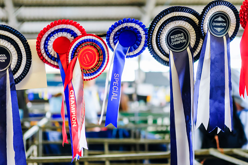 Rosettes hanging above the pen of a champion sheep.