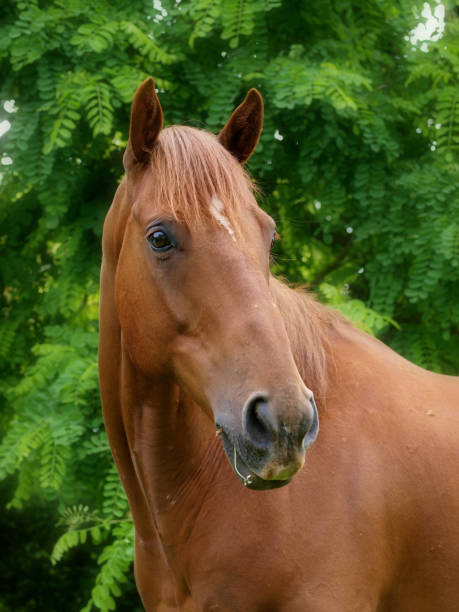 istock Pretty Horse Head Shot 1161575358