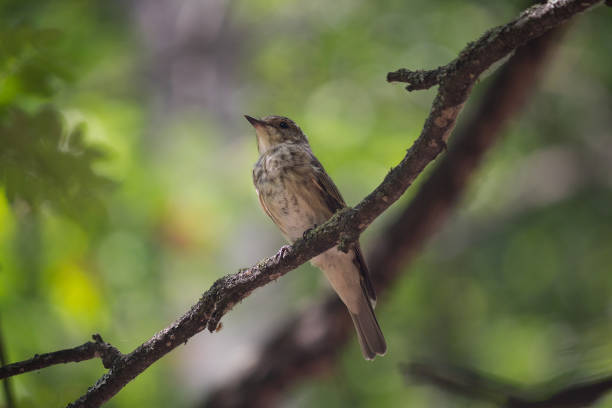 istock Thrush sits on a branch in the forest. birds 1161575889