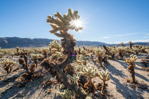 istock Cactus garden in Joshua tree national park, USA 1161576007