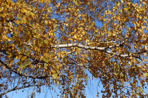 istock Birch branches with yellow leaves against blue sky in autumn 1161576260
