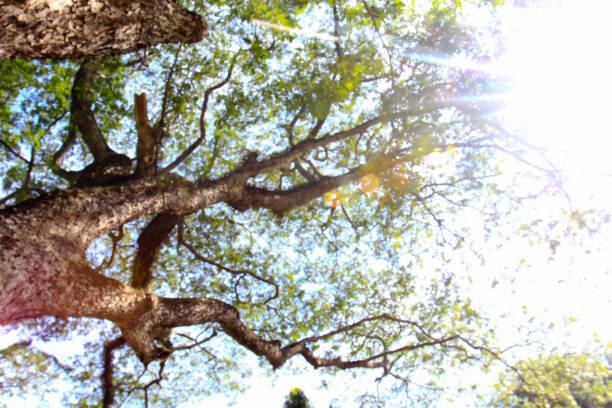 istock abstract blurr dried trunk poles row with green trees in forest 1161576290