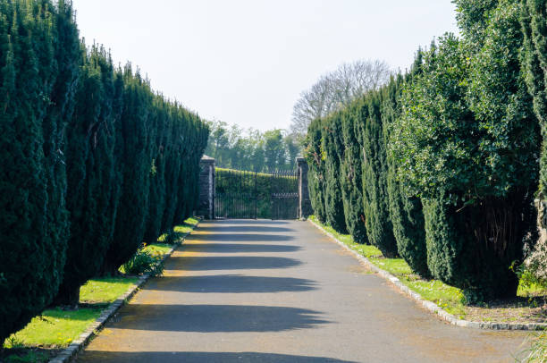 Yew-lined driveway at Saul Church, Portadown, built in 1932 on the site of St Patrick's first church in Ireland. Yew-lined driveway at Saul Church, Portadown, built in 1932 on the site of St Patrick's first church in Ireland. tree lined driveway stock pictures, royalty-free photos & images