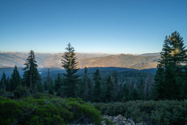 istock Sequoia tree forest at sunset, Sierra Nevada mountains 1161577910