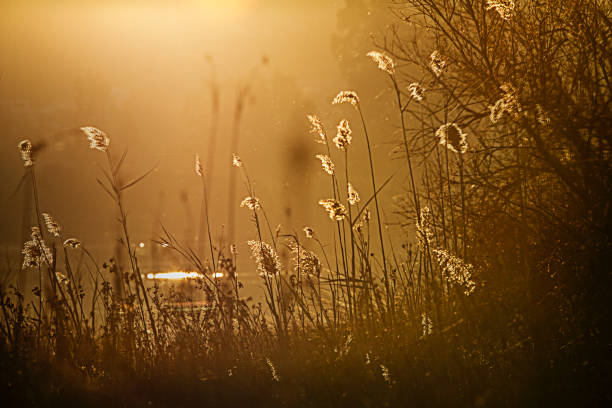 istock The setting sun passes through a cane thicket of Phragmites Australis, illuminating the tops of the reeds in a fairytale way while its light reflects on the flat water 1161580233