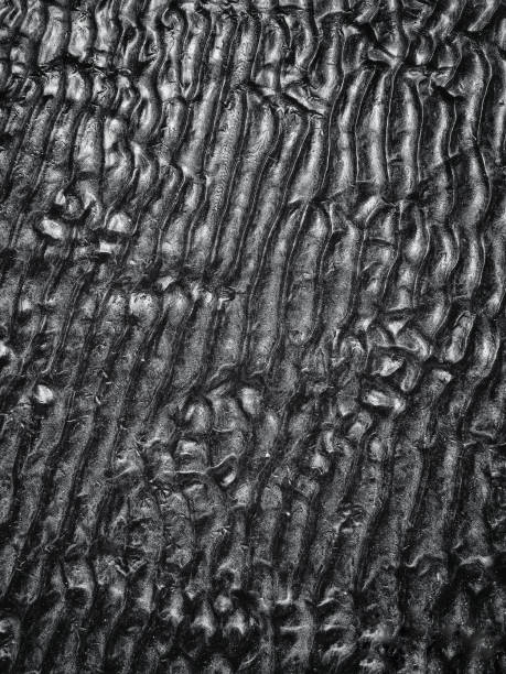 istock Beach dunes background in monochrome 1161582225