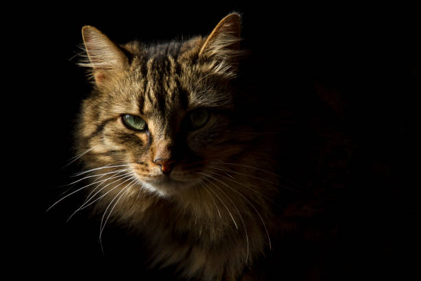 istock Beautiful long-haired tabby cat on a black background, as if it were emerging from the shadows 1161582547