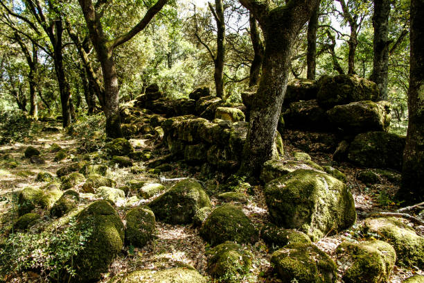 istock The sun's rays filter through the branches of dense vegetation in the forest with moss-covered boulders 1161582660