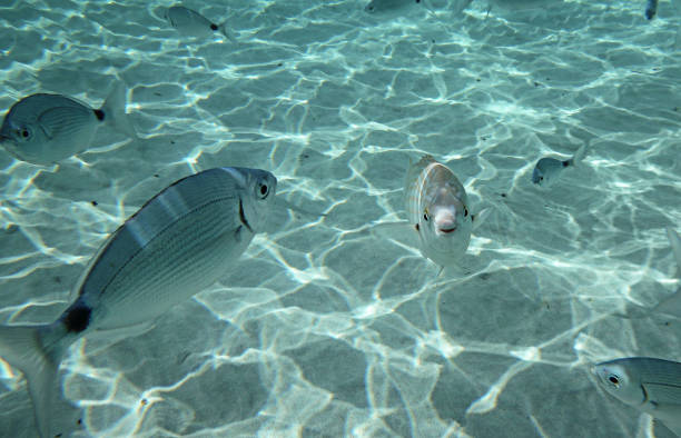 troupeau de poissons vus sous l'eau dans la mer bleu cristal - blade photos et images de collection