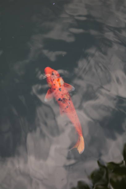 istock red koi fish in the water from above 1161585488