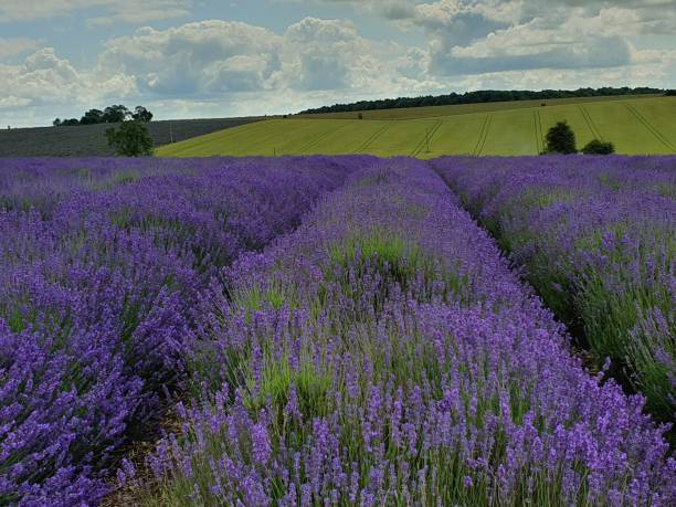 istock Lavender field in The Cotswolds 1161586599
