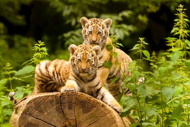 Two Amur/Siberian Tiger Cubs Together on Log (Panthera tigris altaica)