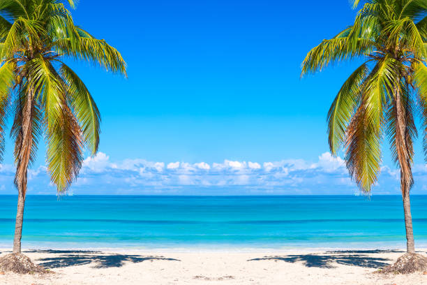 sfondo vacanze vacanze sfondo. palme e spiaggia tropicale a varadero, cuba. - coastline branch day summer foto e immagini stock