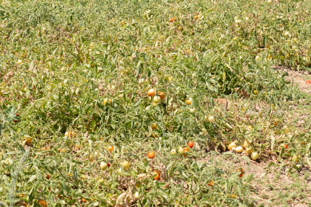 istock Tomato field with ripening tomatoes 1161587055
