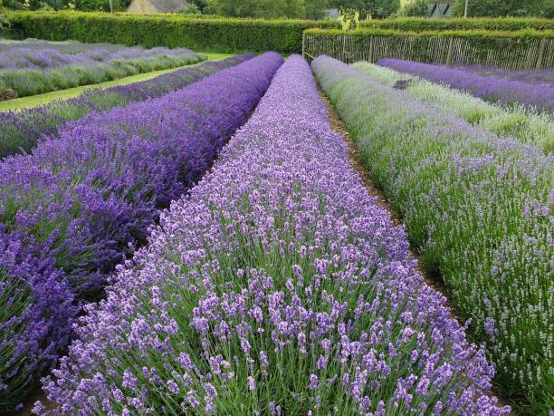 istock Lavender field in The Cotswolds 1161587759