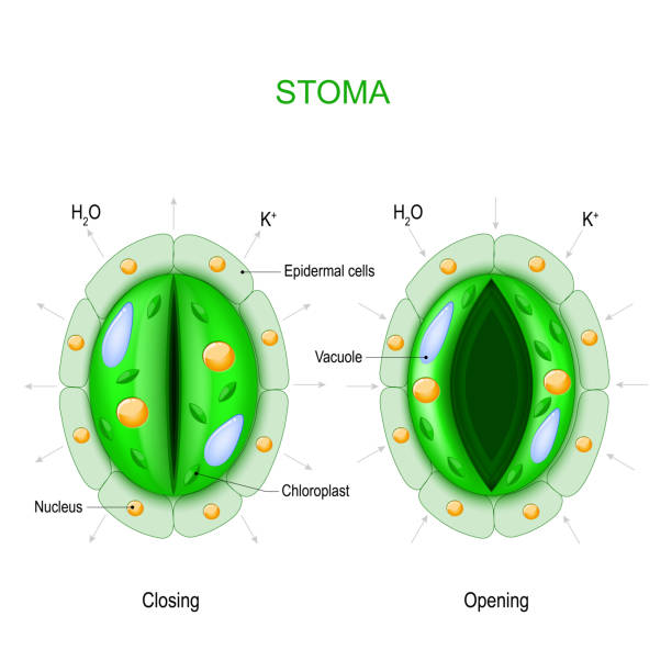 Stoma (open and closed). Structure of stomatal complex. Stoma (open and closed). Structure of stomatal complex. Vector diagram for educational, biological and science use stomata stock illustrations