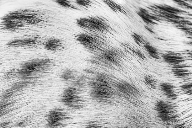istock Patterns and textures of dalmatian fur 1161589525