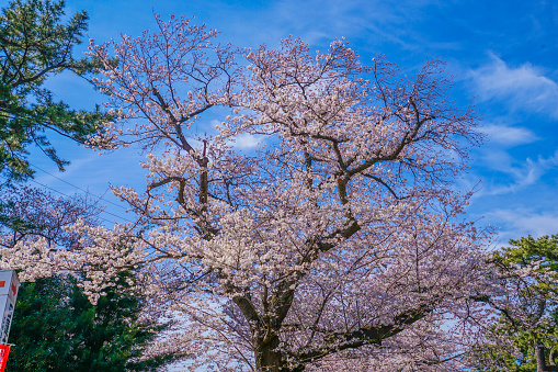 Sakura of Sumida Park. Shooting Location: Yokohama-city kanagawa prefecture