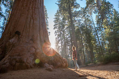 Young woman looking up giant Sequoia trees in forest