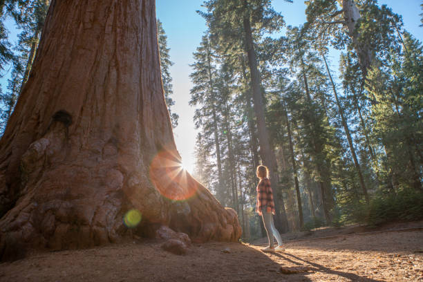 mulher nova que olha acima árvores gigantes do sequoia na floresta - sequoia national forest - fotografias e filmes do acervo